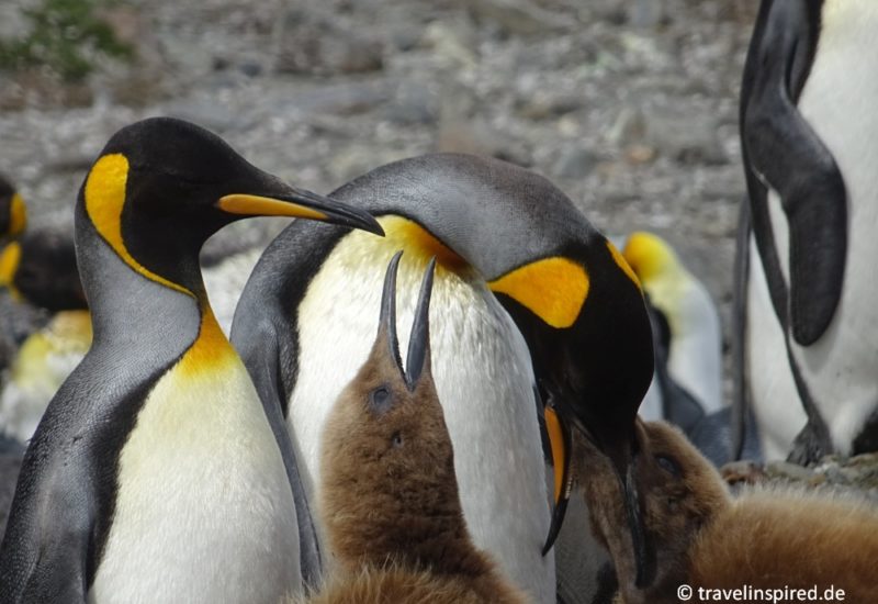 Königspinguin | Penguin Lovers