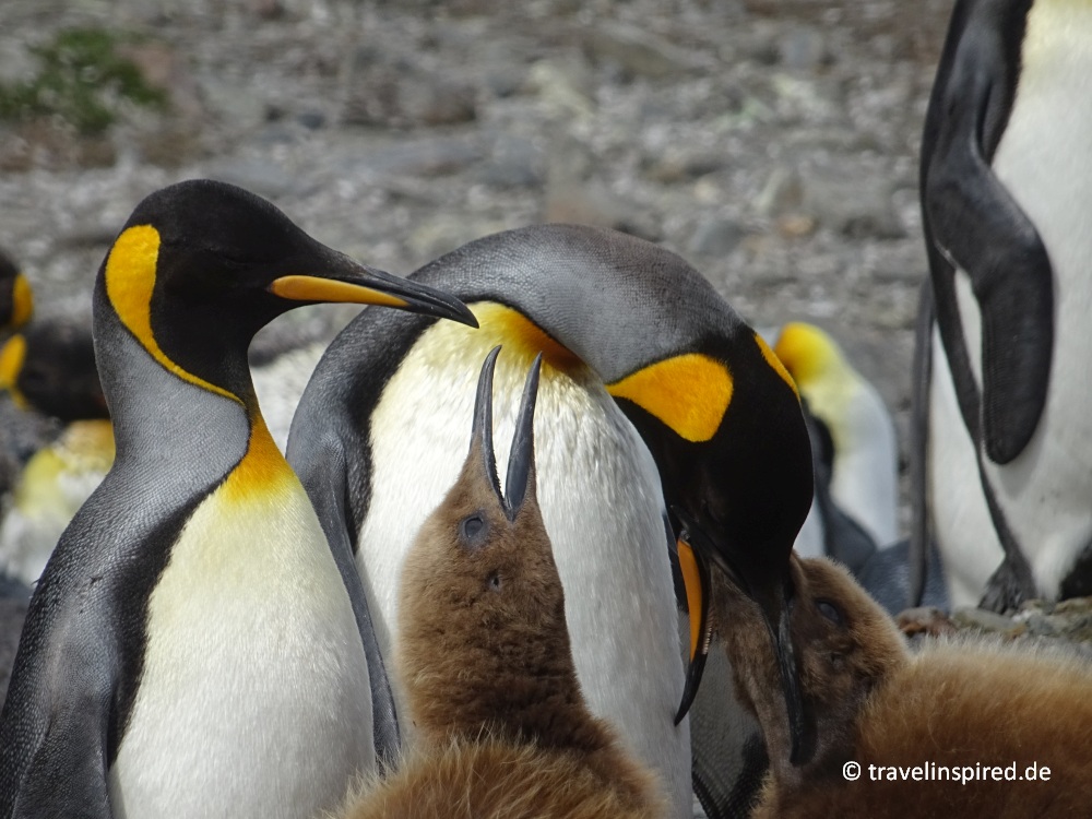 Konigspinguin Penguin Lovers