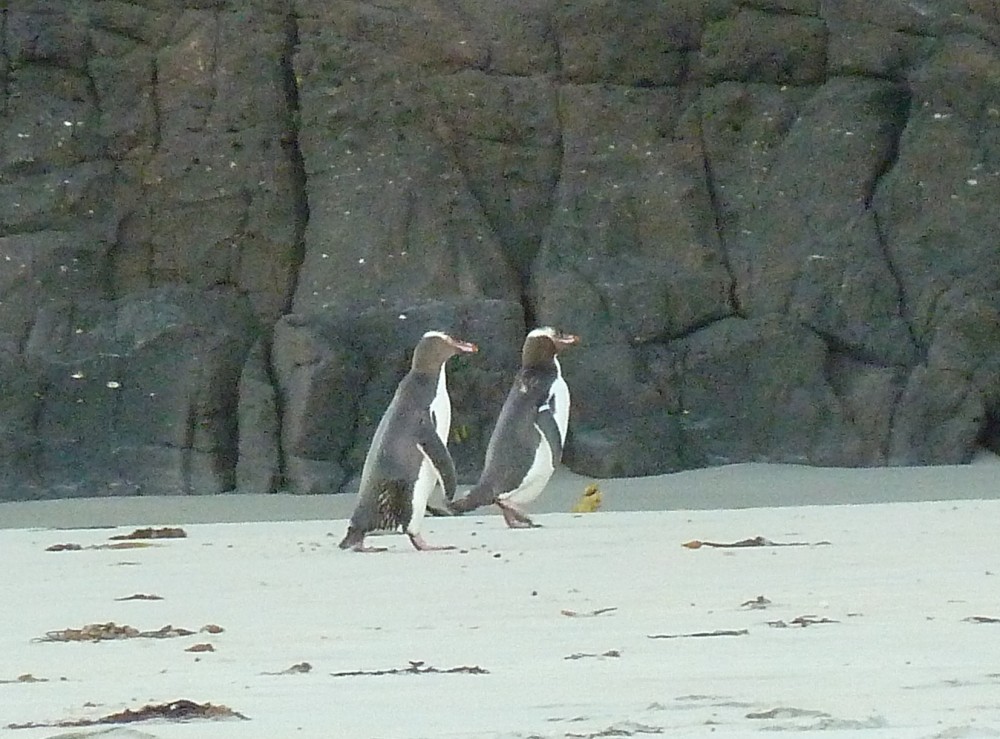 Gelbaugenpinguine auf der Otago Peninsula