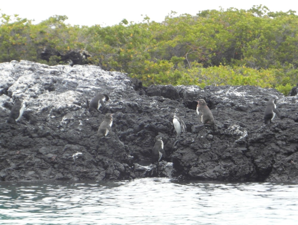 Galápagospinguine auf Isabela