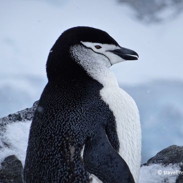 Reisebericht: Zügelpinguine in der Antarktis